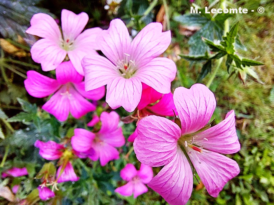 Geranium macrorrhizum (géranium à gros rhizome)