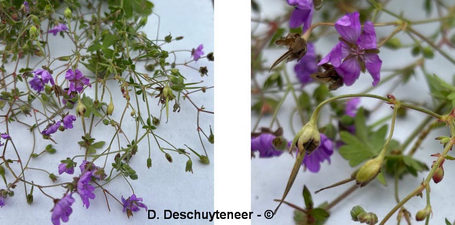 Geranium pyranaicum (géranium des Pyrénées)