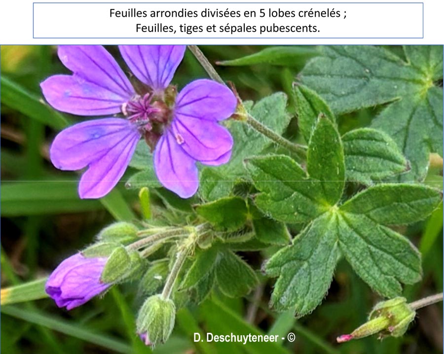 Geranium pyrenaicum