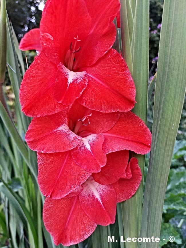 Gladiolus (cultivar) (glaïeul)