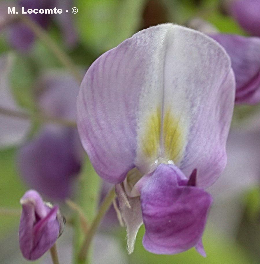 Wisteria sp.