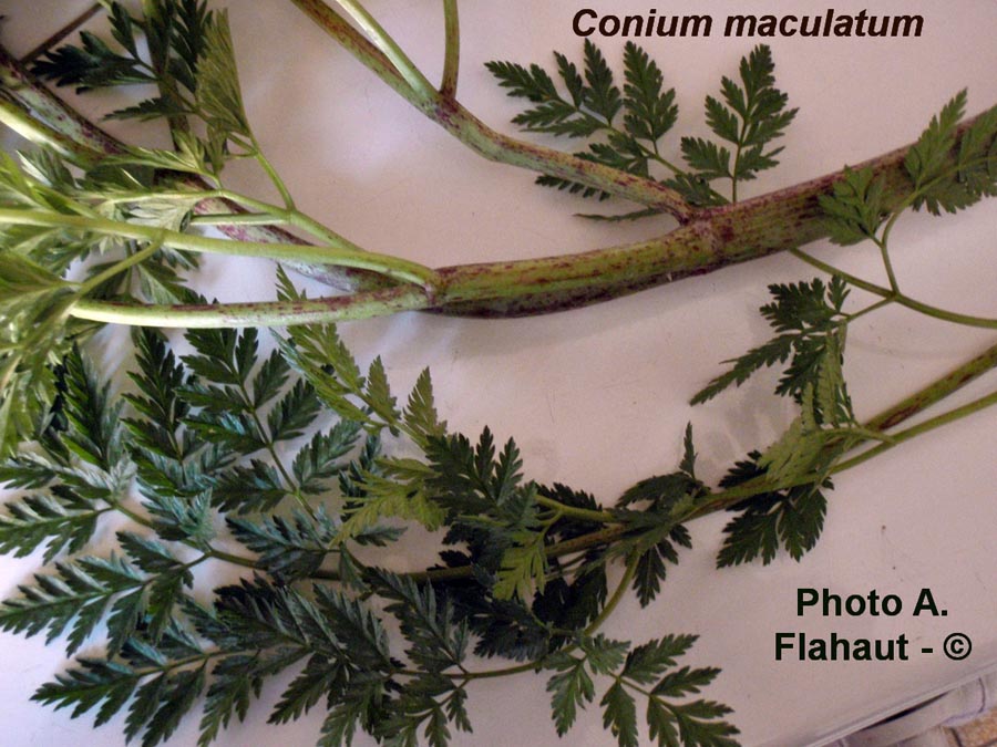 Conium maculatum (grande cigüe)