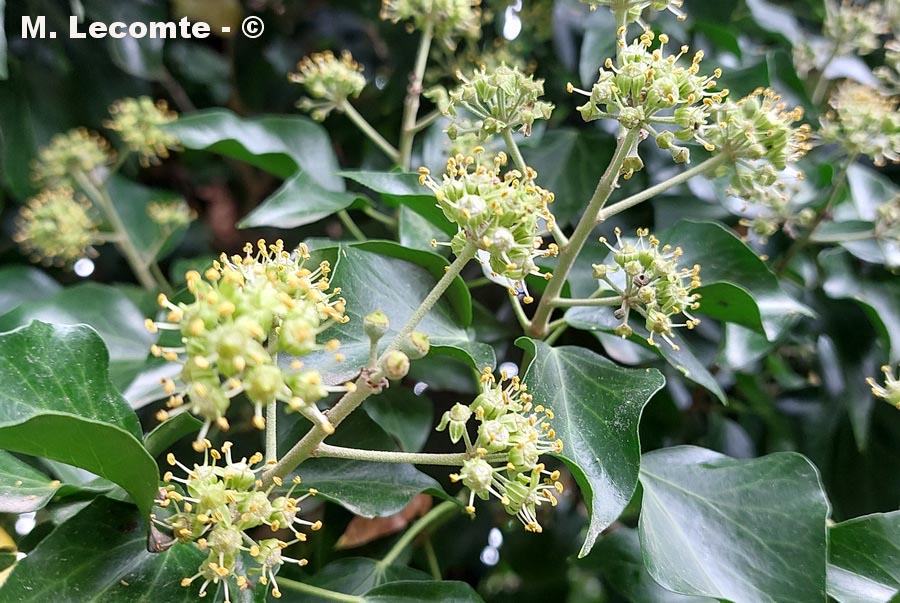 Hedera helix
