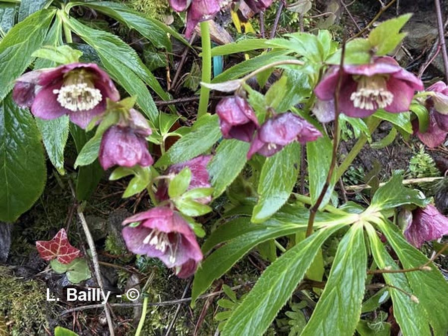 Helleborus niger