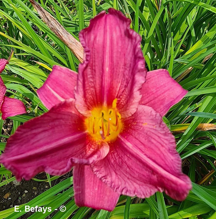 Hemerocallis x cultivar