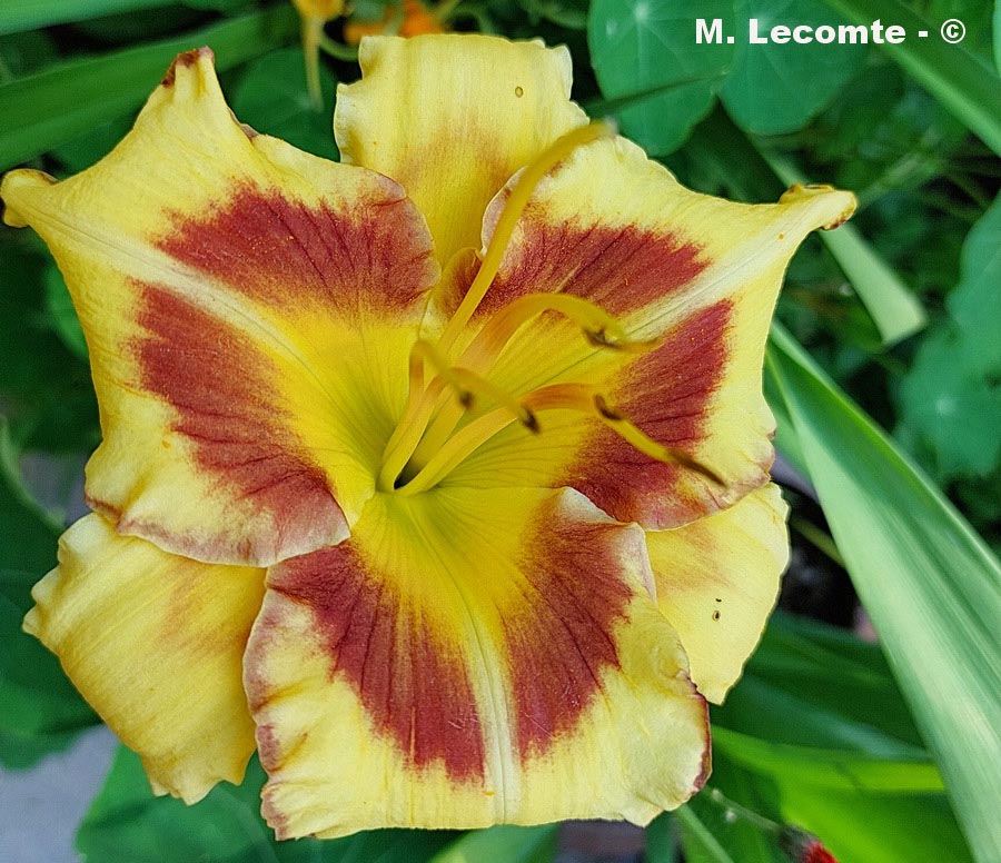 Hemerocallis x cultivar