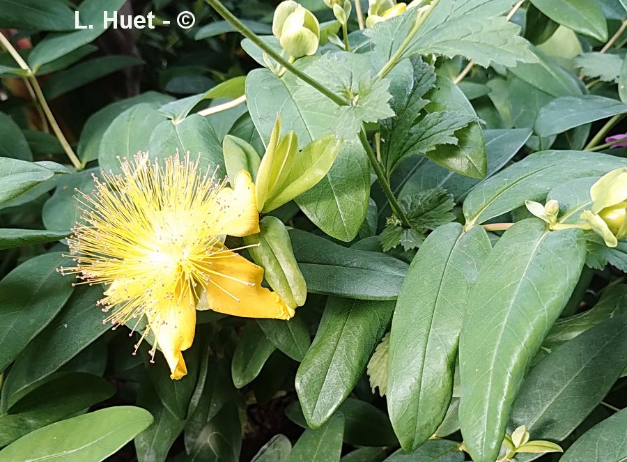 Hypericum calycinum