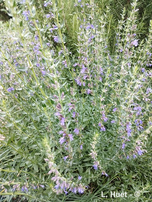 Hyssopus officinalis