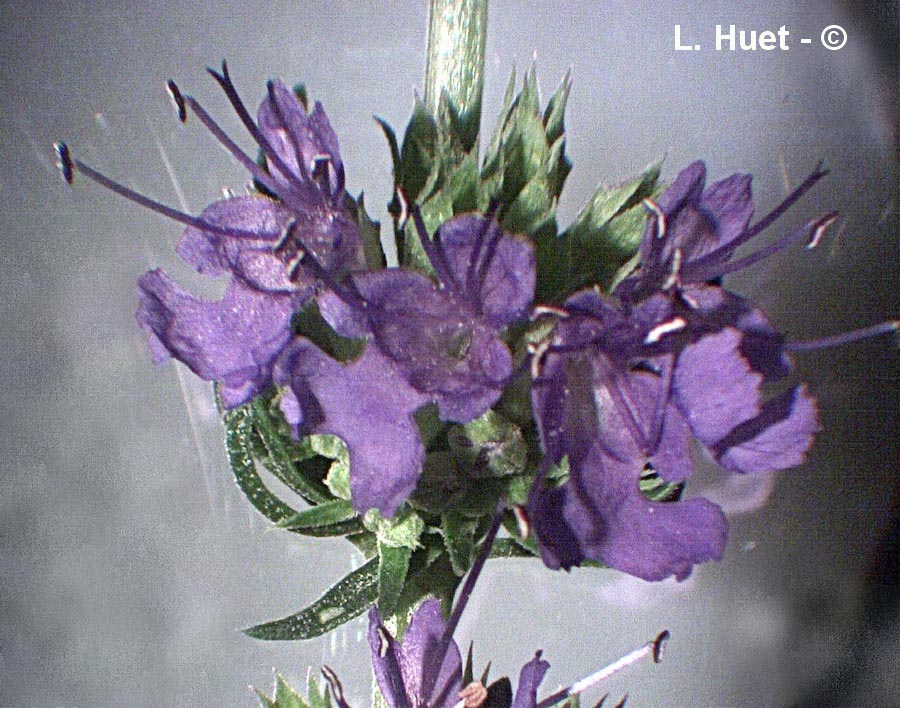 Hyssopus officinalis
