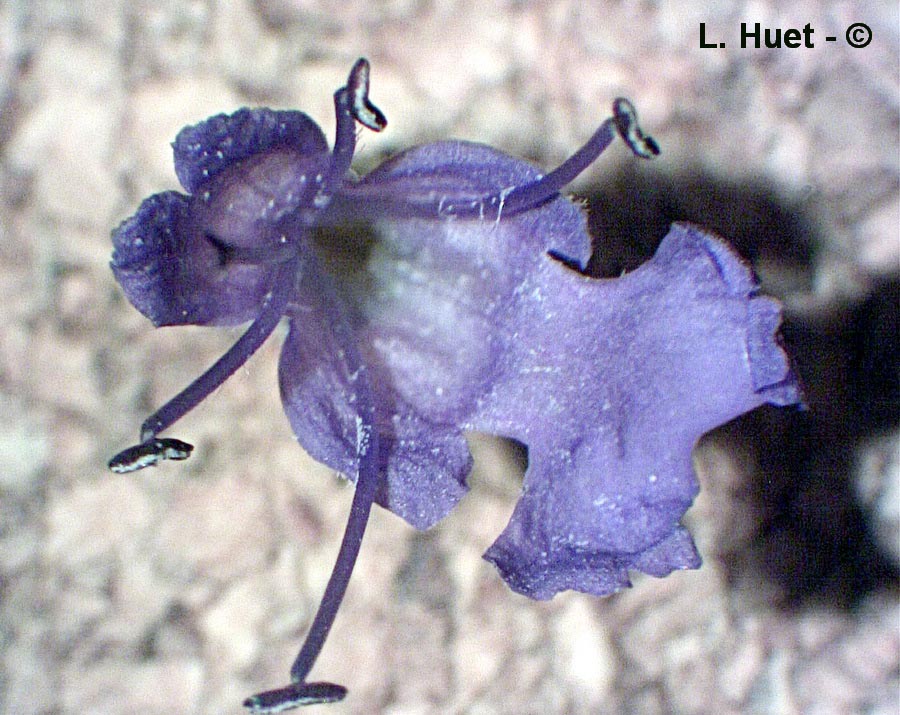 Hyssopus officinalis