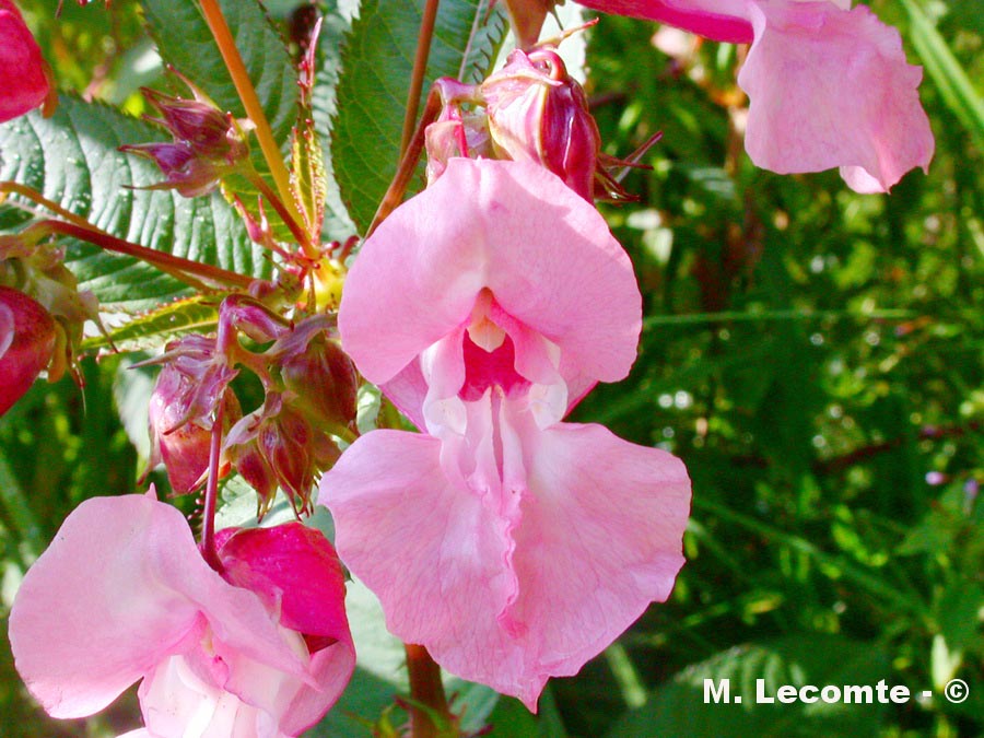Impatiens glanduliflera