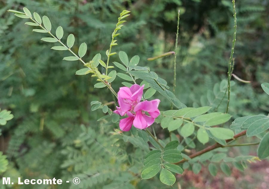 Indigofera tinctoria (indigotier)