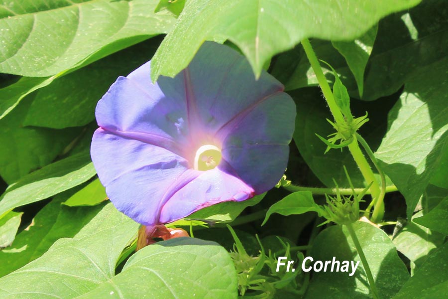Ipomoea indica (ipomée d'Inde)