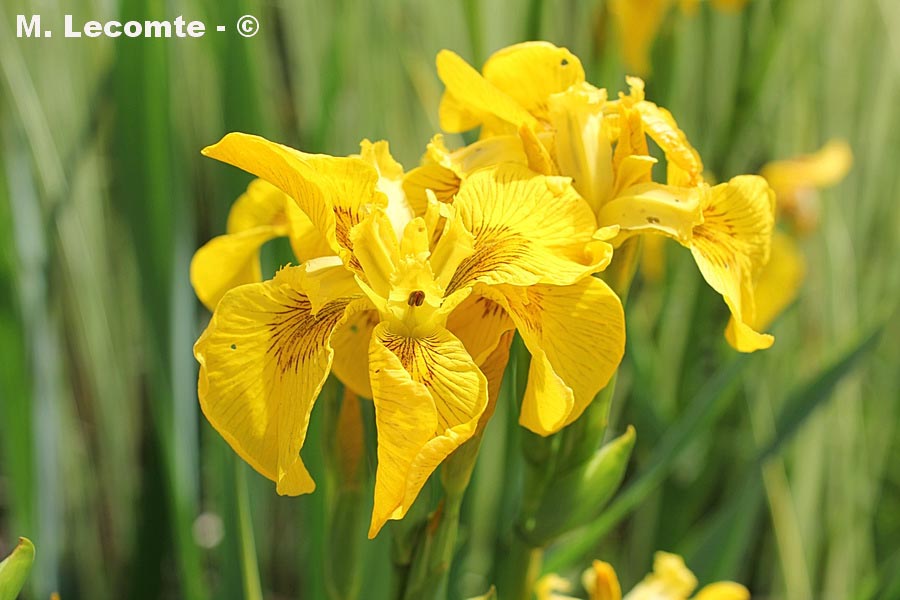 Iris pseudocorus