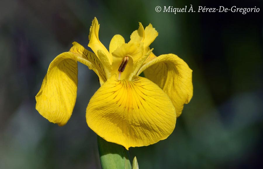 Iris pseudocorus