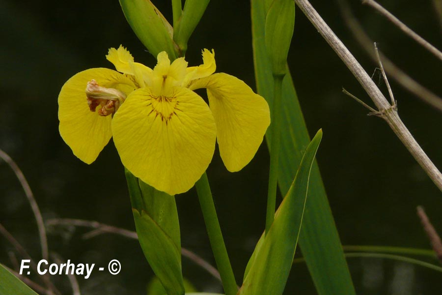 Iris pseudocorus (iris des marais)
