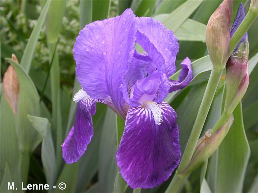 Iris sp.