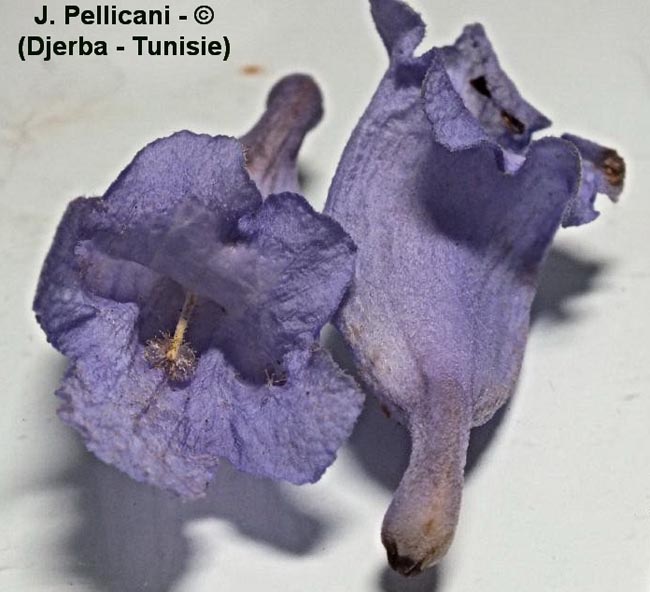 Jacaranda mimosifolia