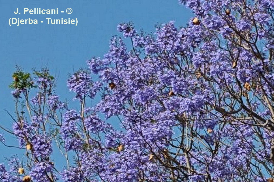 Jacaranda mimosifolia