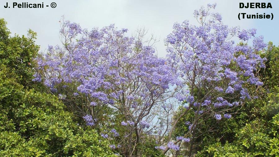 Jacaranda mimosifolia (flamboyant bleu) 