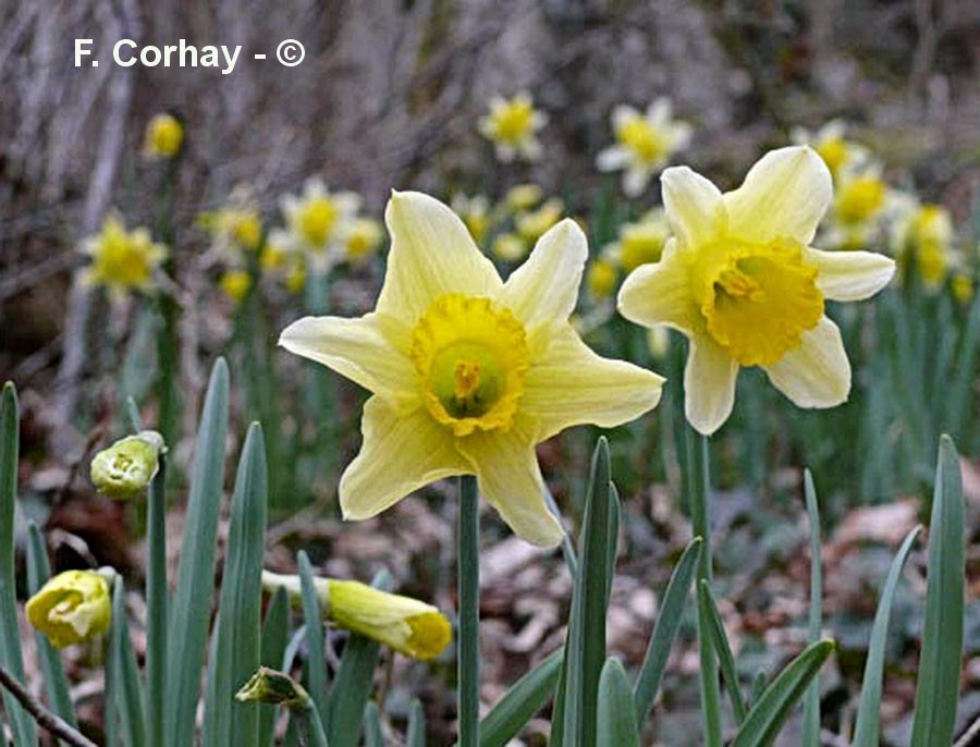 Narcissus pseudonarcissus