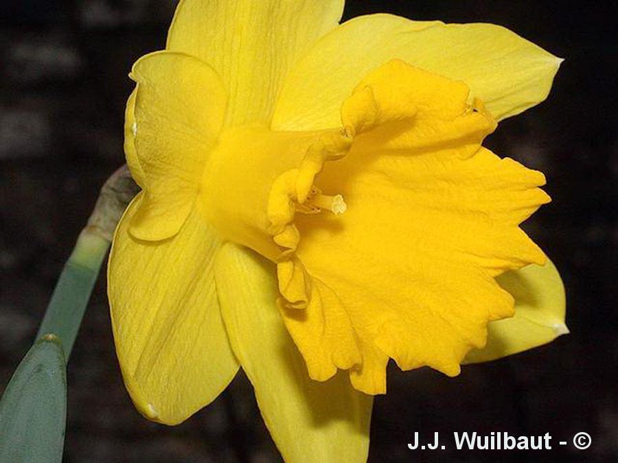 Narcissus pseudonarcissus