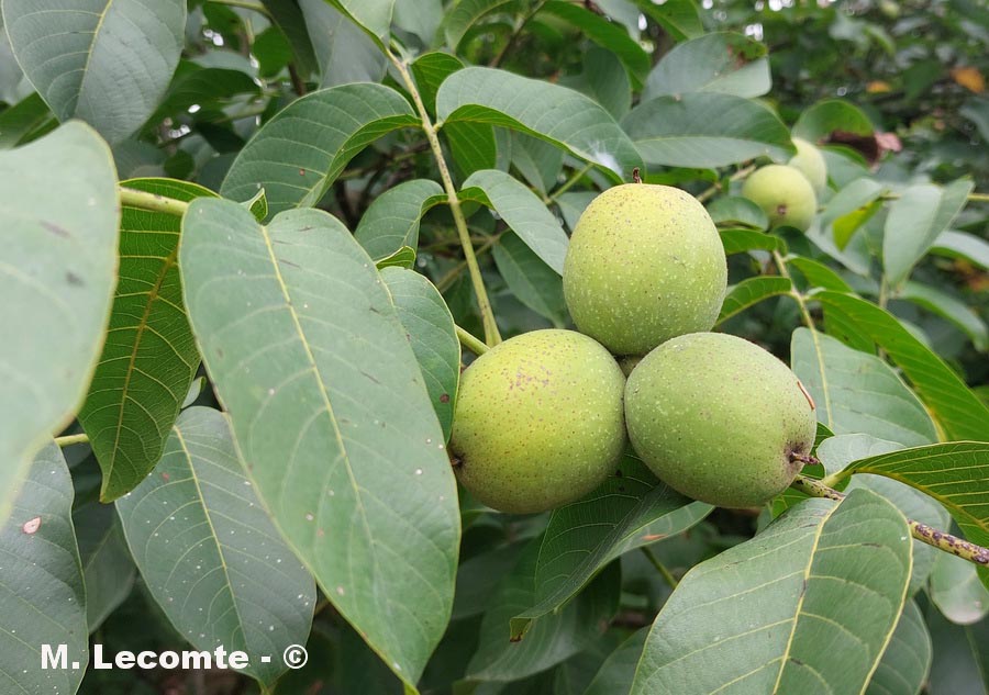 Juglans regia (noyer commun)