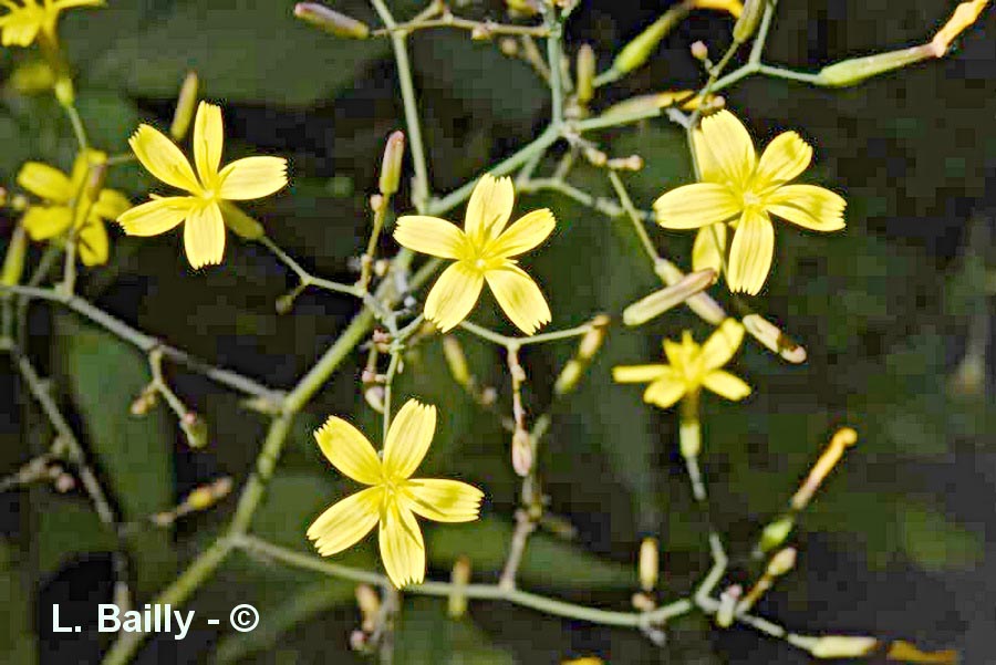  Lactuca muralis (laitue des murailles)