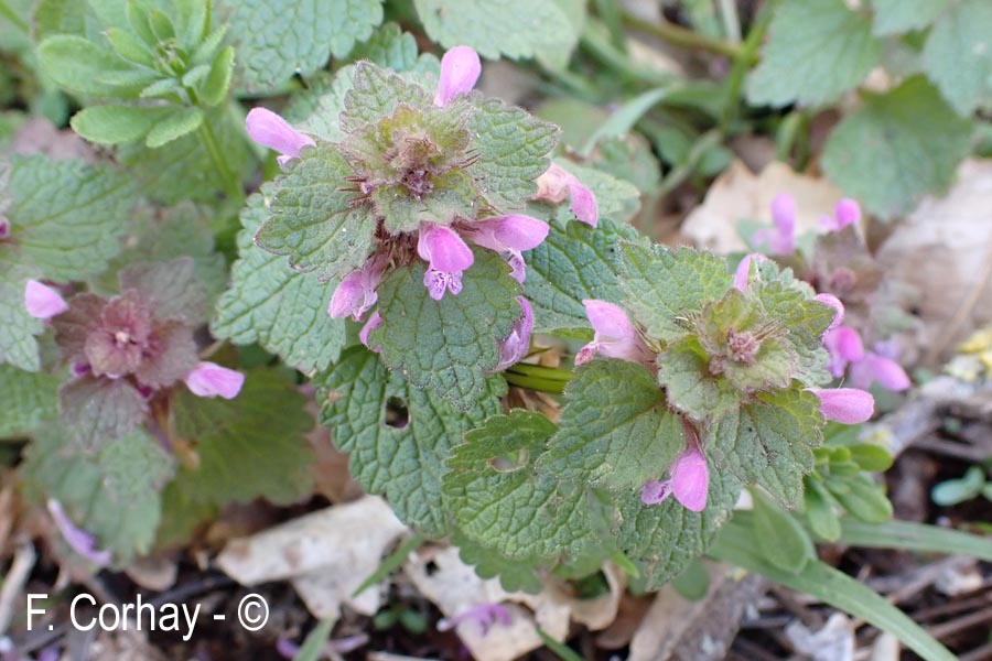 Lamium purpureum (lamier pourpre)