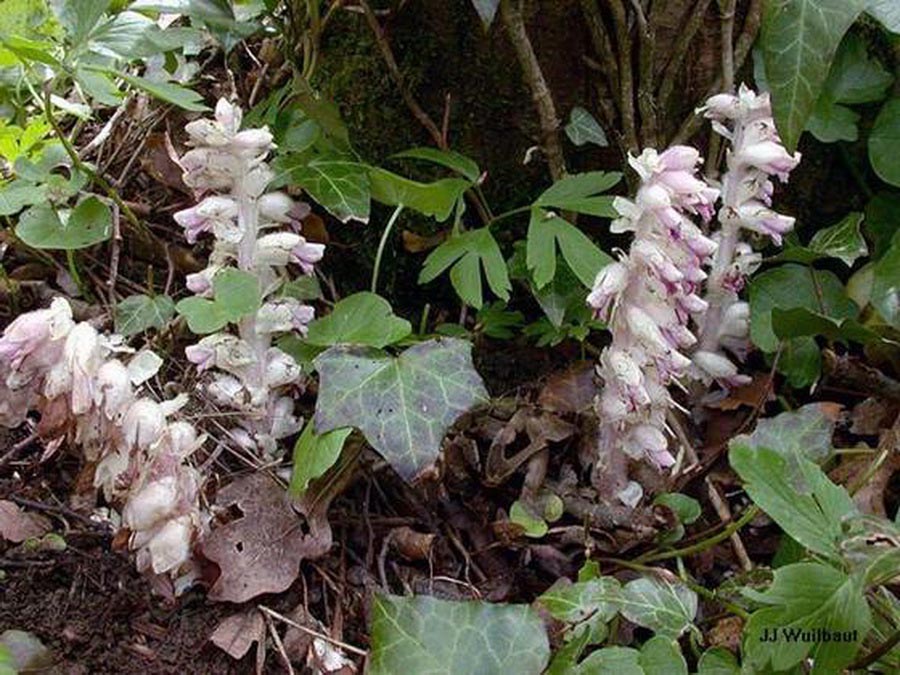 Lathraea squamaria (lathrée écailleuse)