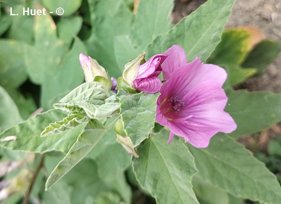 Malva trimestris (Lavatera rosea)