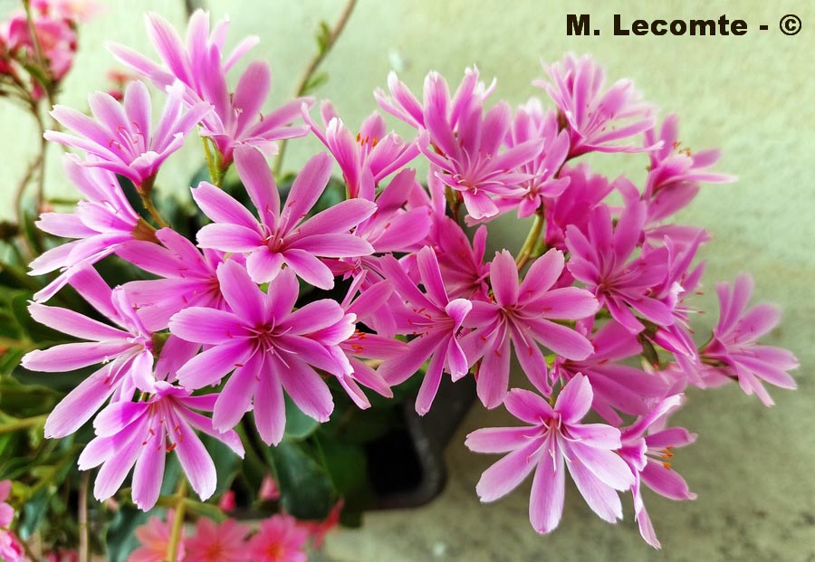 Lewisia cotyledon