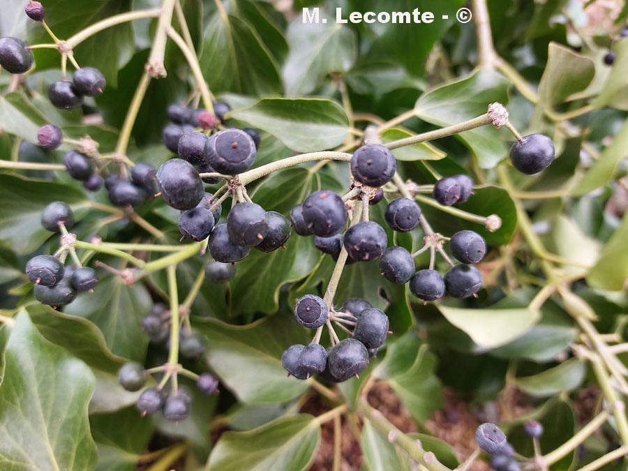 Hedera helix