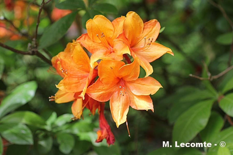 Lilium (cultivar) (lis)