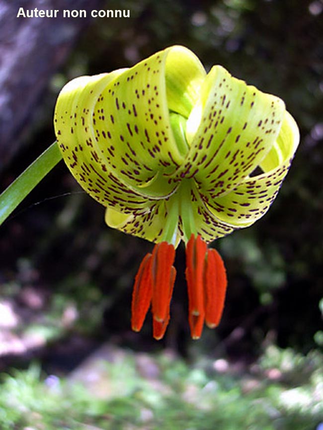 Lilium pyraneicum (lis des Pyrénées)
