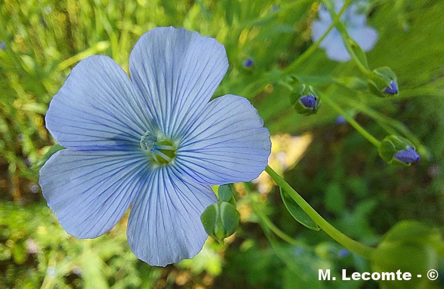 Linum usitatissimum