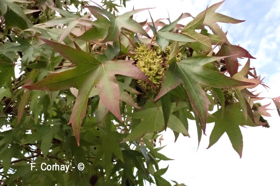 Liquidambar sp.