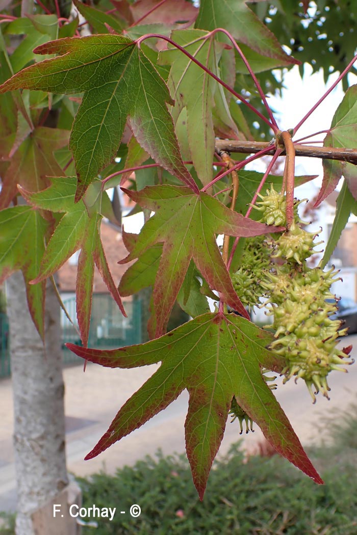 Liquidambar sp.