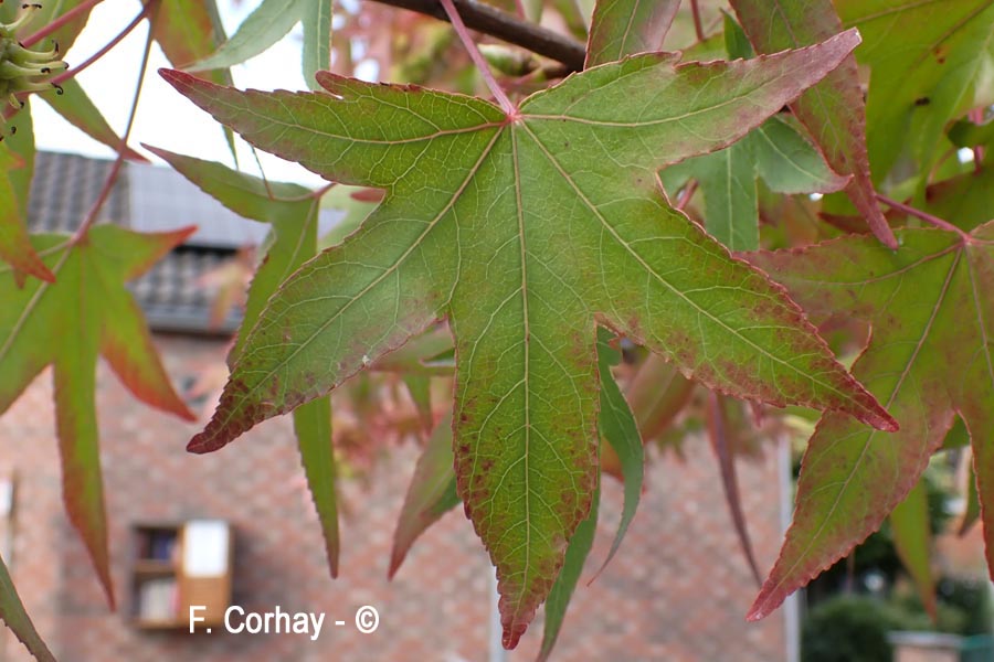 Liquidambar sp.
