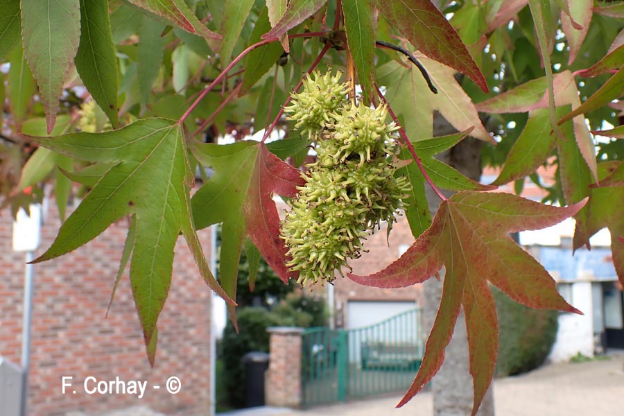Liquidambar sp.