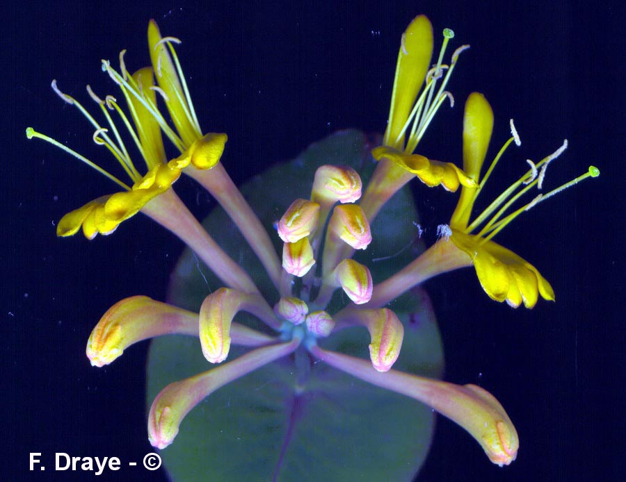 Lonicera periclymenum
