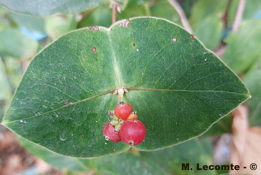 Lonicera sempervirens (chèvrefeuille de virginie)