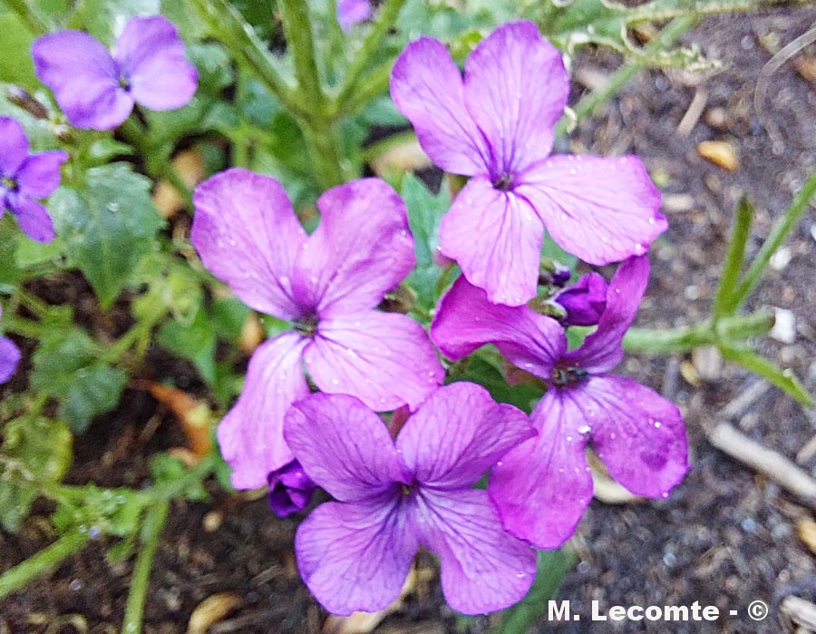 Lunaria annua