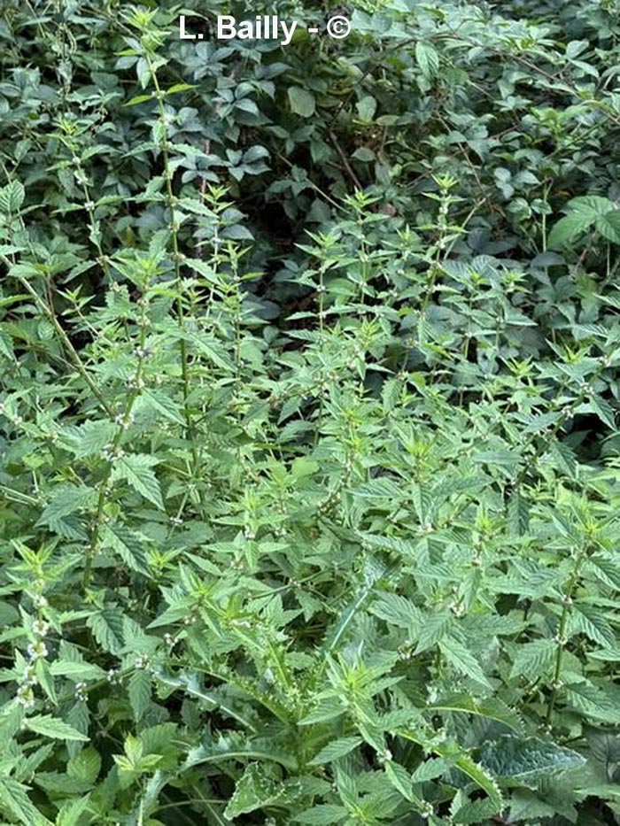 Lycopus europaeus (lycope d'Europe)