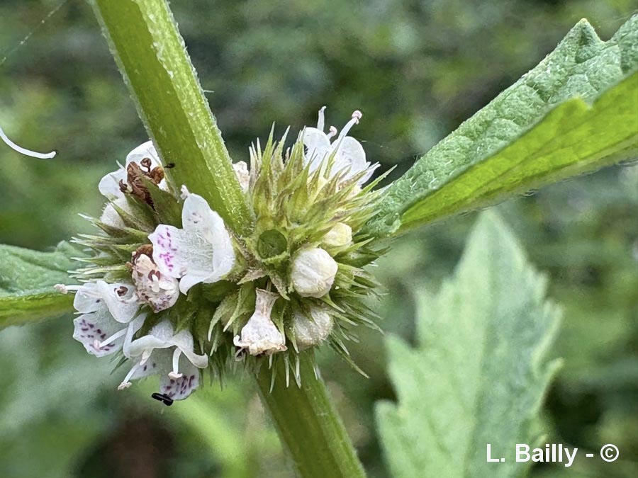 Lycopus europaeus (lycope d'Europe)