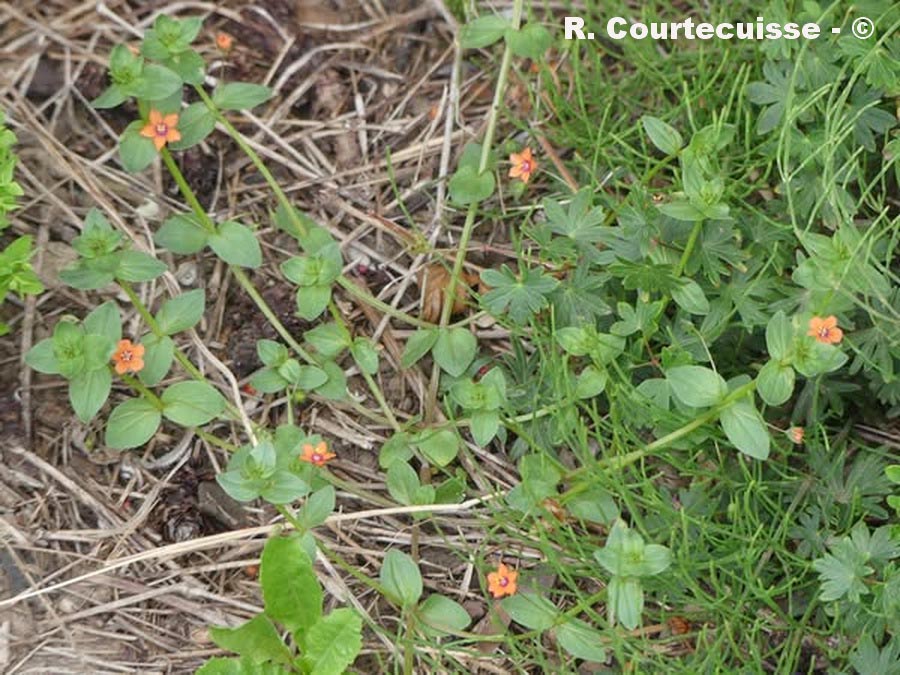 Lysimachia arvensis (mouron rouge)