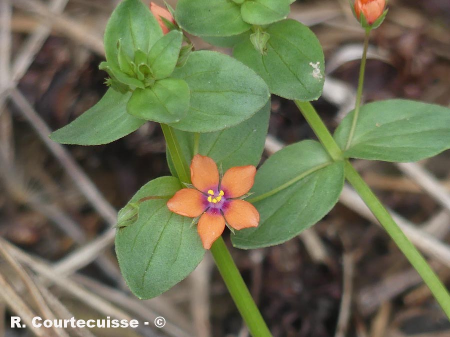 Lysimachia arvensis (mouron rouge)