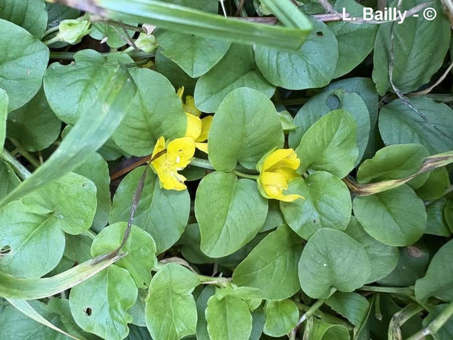 Lysimachia nummularia