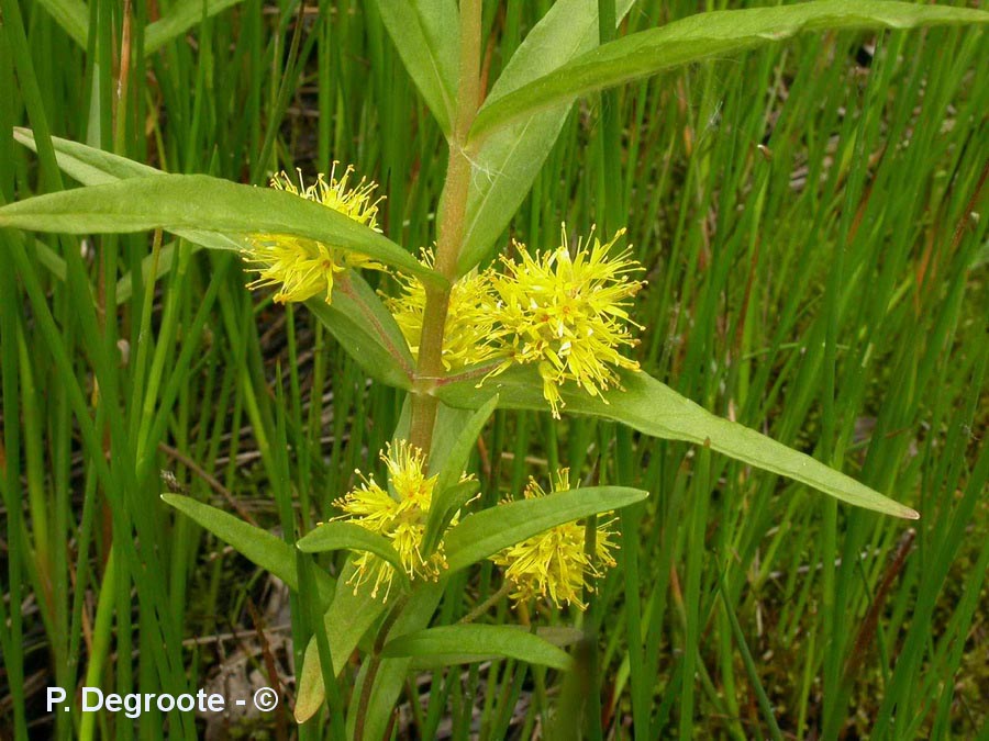 Lysimachia thyrsiflora