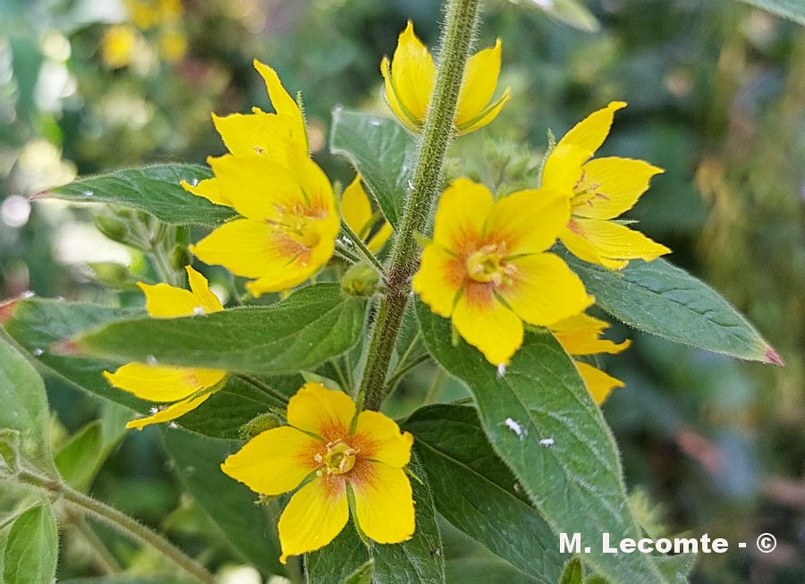 Lysimachia thyrsiflora